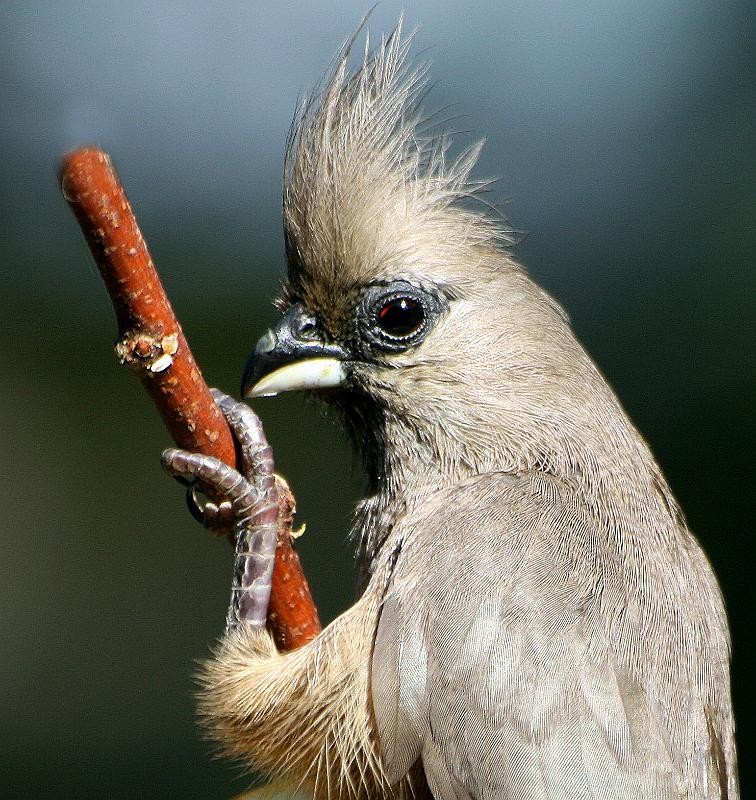 Muisvoel protret.jpg - Haai wat se jy?...